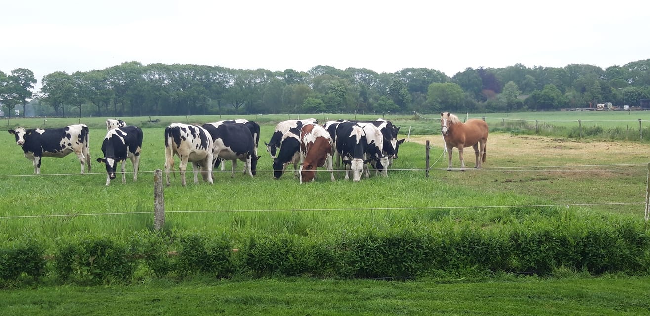 Koelvitrines